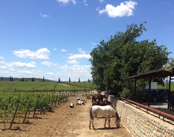 Well rested and fed horses while we toured winery had tasting and gourmet lunch
